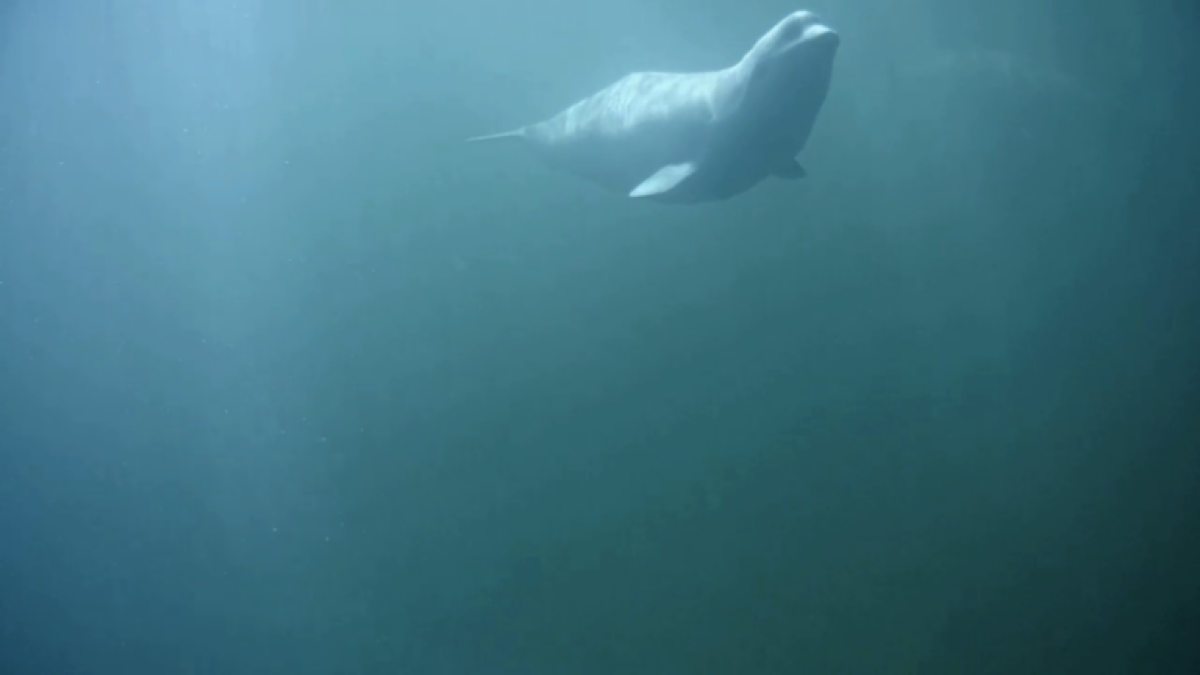 Beluga whale