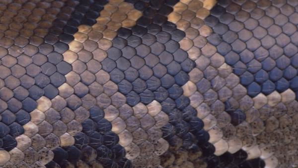 Close up detail of a python snake skin