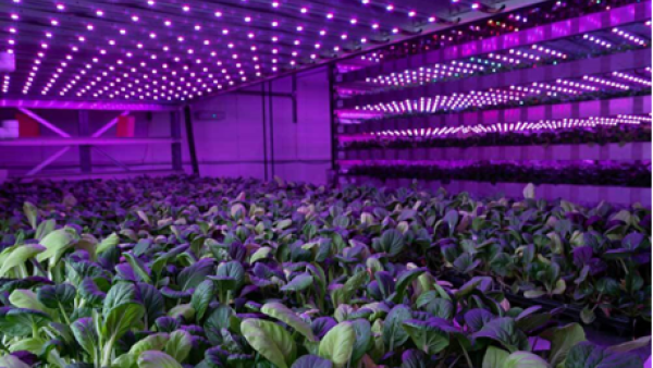 IGS vertical farming